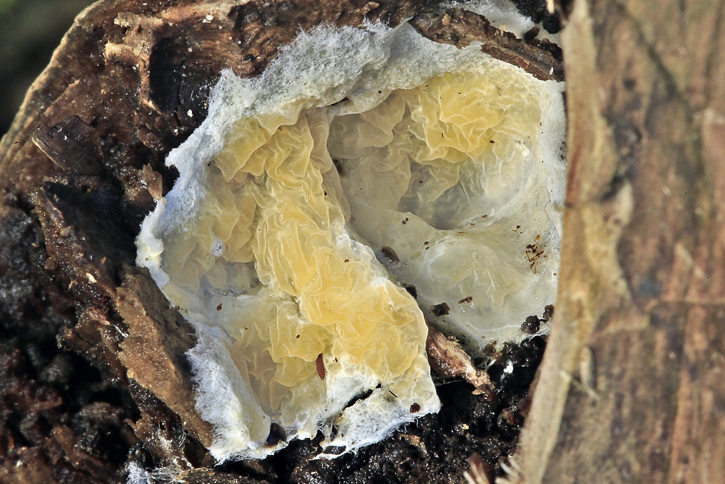 Leucogyrophana romellii. Автор: Александр Гибхин