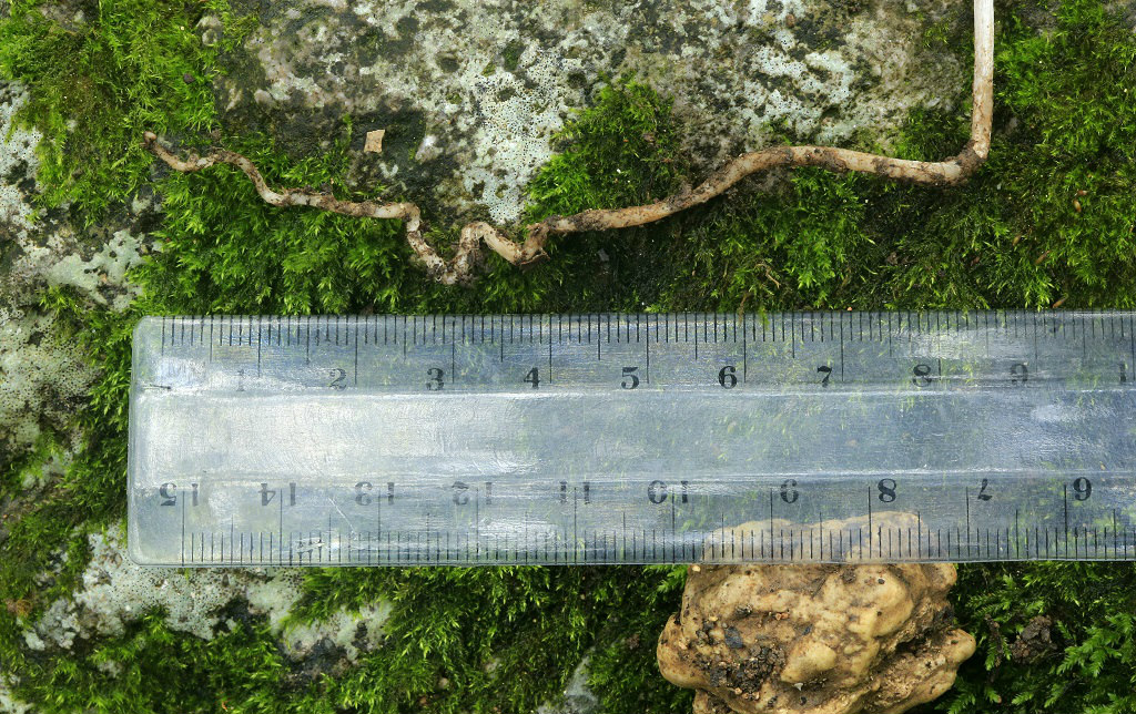 Гриб найден на горе Кармель на дне пересохшего ручья. Почва была рыхлая, песчаная, насыщенная органическими остатками древесины. Диаметр шляпки 15мм. Февраль 2019 года. Автор фото: Александр Гибхин