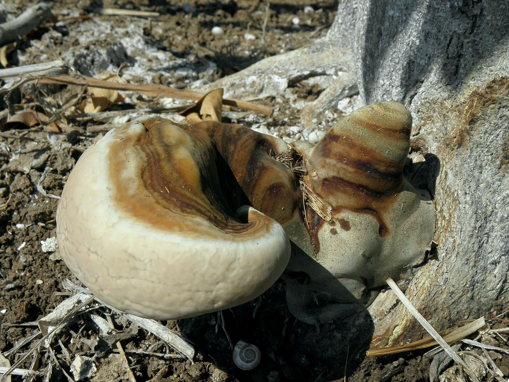 Трутовик плоский (Ganoderma applanatum). Автор: Александр Гибхин