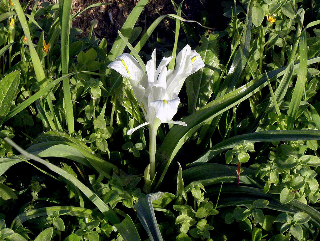 Юнона палестинская (Iris palaestina). Автор фото: Александр Гибхин