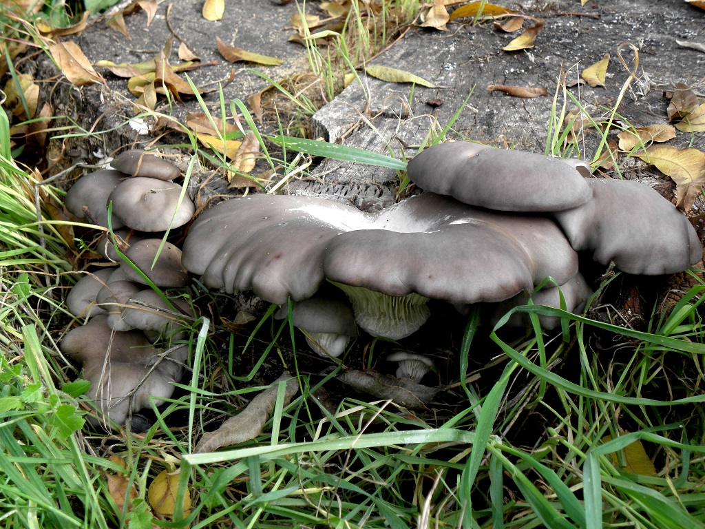 Редкие грибы в Израиле. Мной этот вид был обнаружен в декабре после вырубки, на одном из пней орехового дерева. Автор фото: Александр Гибхин