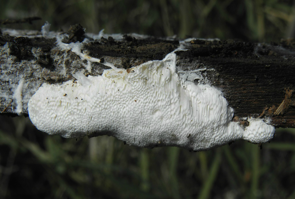 Fibroporia vaillantiiНе большое плодовое тело этого гриба было найдено на старом, трухлявом сосновом брусе, лежавшем в траве на берегу речки. Молодое плодовое тело мягкое, сначала белое, за тем постепенно розовеет. Особого запаха гриб не имеет. Вкус у гриба кислый из-за выделяемой им щавелевой кислоты. Эта кислота помогает грибу в разложении даже обработанной специальными средствами сосновой древесины. Автор фото: Александр Гибхин