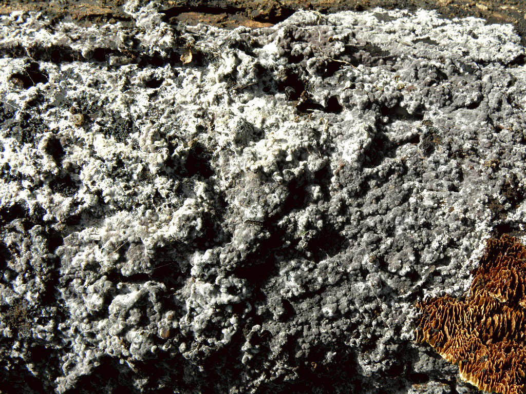Грибы найдены на горе Кармель, а так же в лесопарке «Бен шемен». Грибы предпочитают сильно разложившуюся древесину лиственных пород, но так же могут разрастаться на близлежащие камни и почву. Автор фото: Александр Гибхин