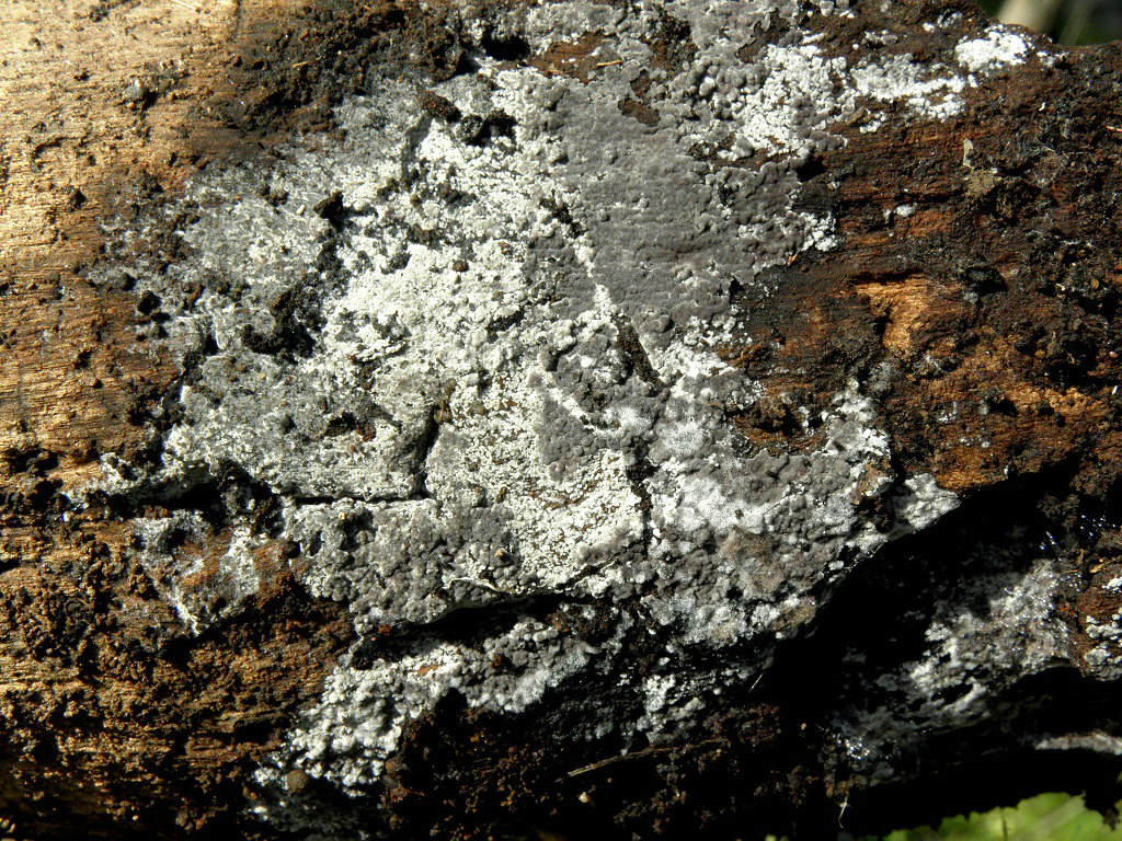 Грибы найдены на горе Кармель, а так же в лесопарке «Бен шемен». Грибы предпочитают сильно разложившуюся древесину лиственных пород, но так же могут разрастаться на близлежащие камни и почву. Автор фото: Александр Гибхин