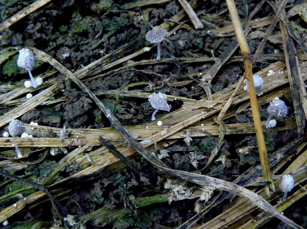 Грибы были найдены на гнилой траве на цитрусовой плантации и в парке в городе Ашдод. Мелкий, трудно заметный вид. Автор фото: Александр Гибхин