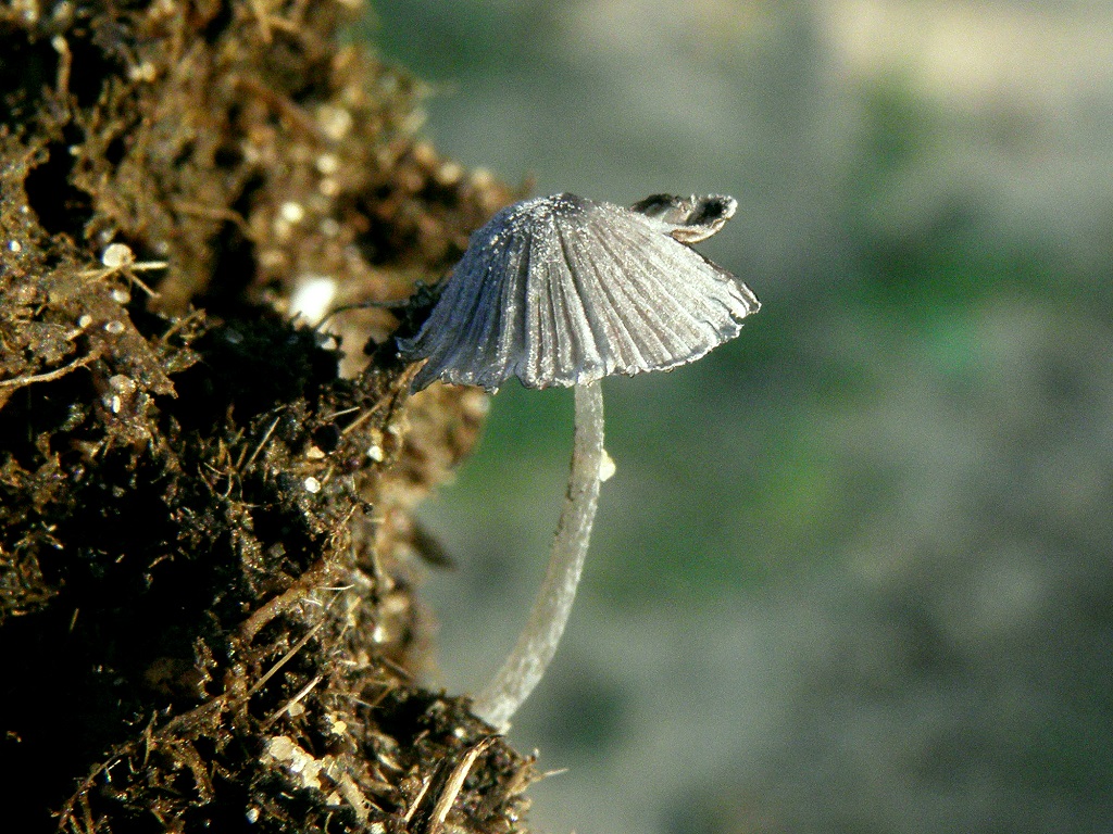 Coprinopsis poliomallus Автор: Александр Гибхин