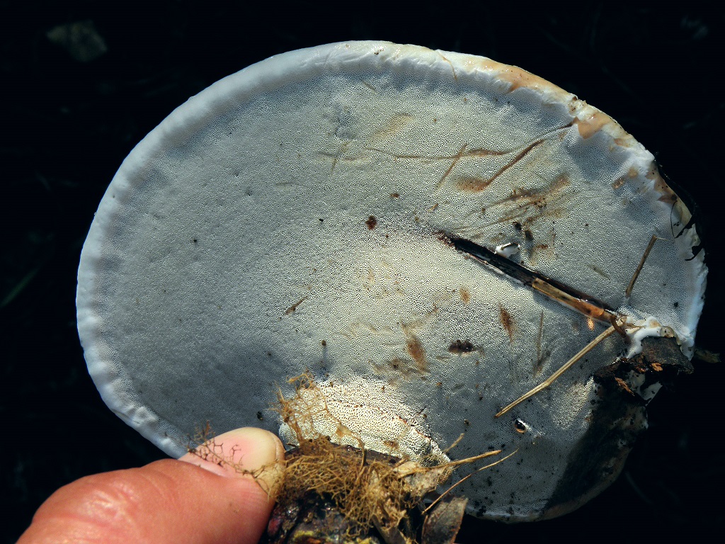 Грибы найдены на сикоморах и на разных видах цитрусов. Автор фото: Александр Гибхин