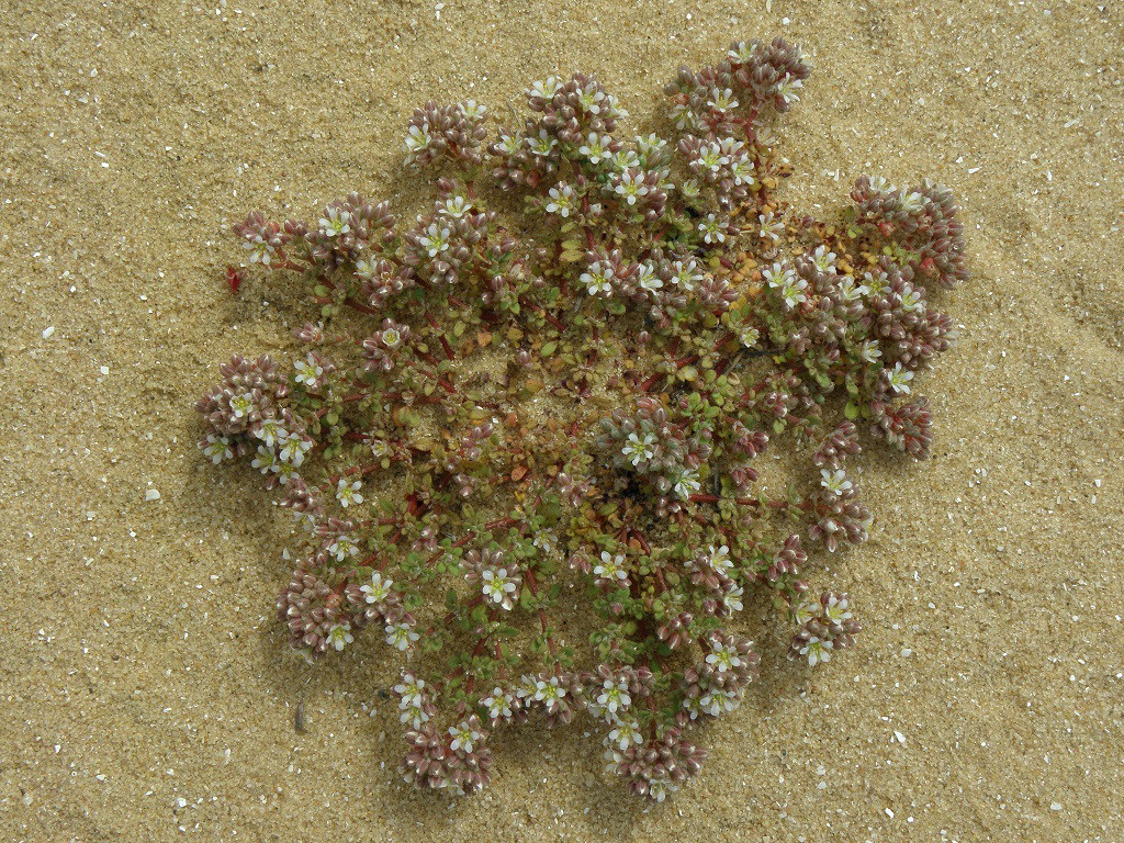 Многоплодник сочный (Polycarpon succulentum)Мелкое растение, произрастает на песчаных почвах, на побережье Средиземного моря. Автор фото: Александр Гибхин