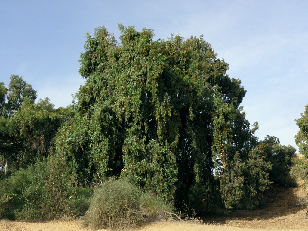 Эвкалипт камальдульский (Eucalyptus camaldulensis). Автор: Александр Гибхин