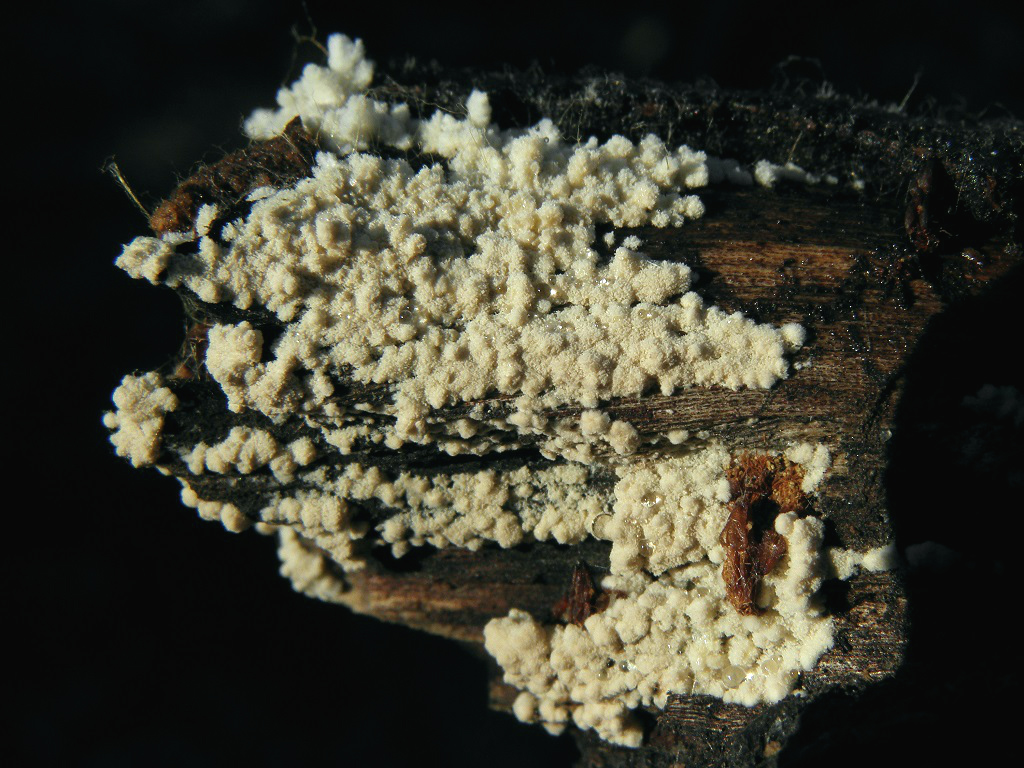Анаморфная стадия развития гриба и образование телеморф. Автор фото: Александр Гибхин