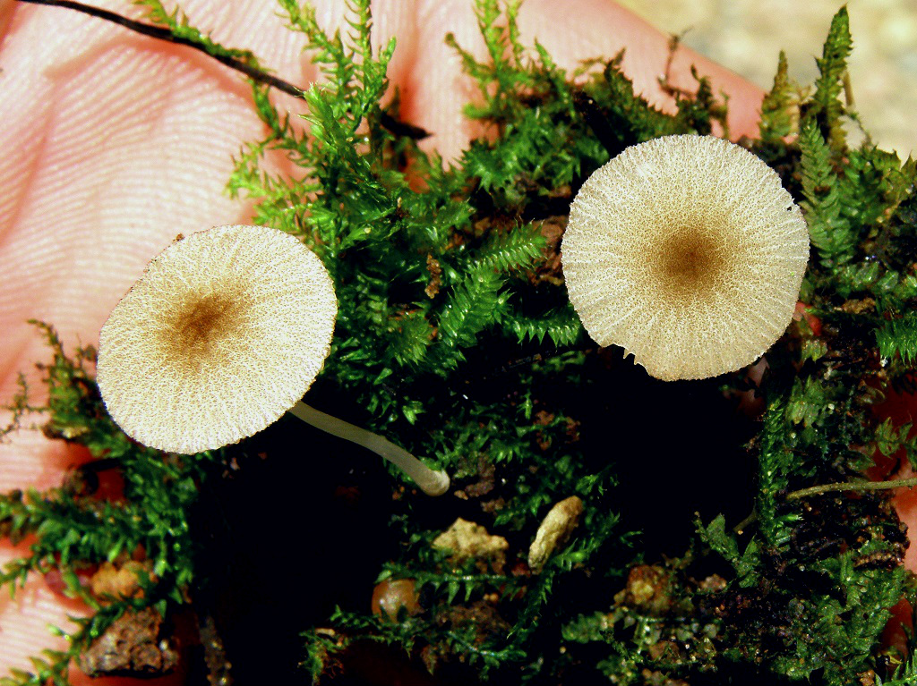 Грибы найдены в ботаническом саду,в теплице для тропических растений, на мелком древесном мусоре среди мха. Автор фото: Александр Гибхин