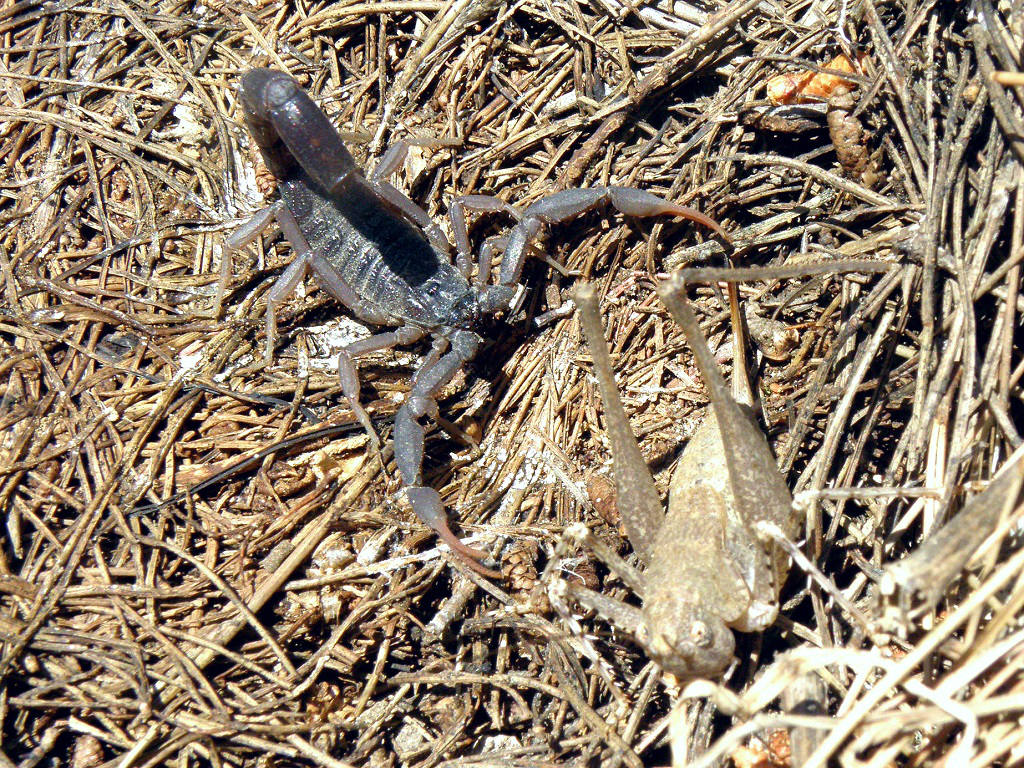 Этот скорпион распространён по всей территории Израиля. Один из самых ядовитых скорпионов. Одного из таких скорпионов толкнул палочкой, так он нанёс по ней три удара жалом в течении секунды. Автор фото: Александр Гибхин