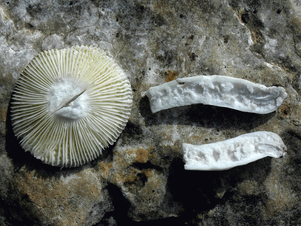 Молодой гриб. Найден на горе Кармель в смешанном лиственном лесу. Автор фото: Александр Гибхин