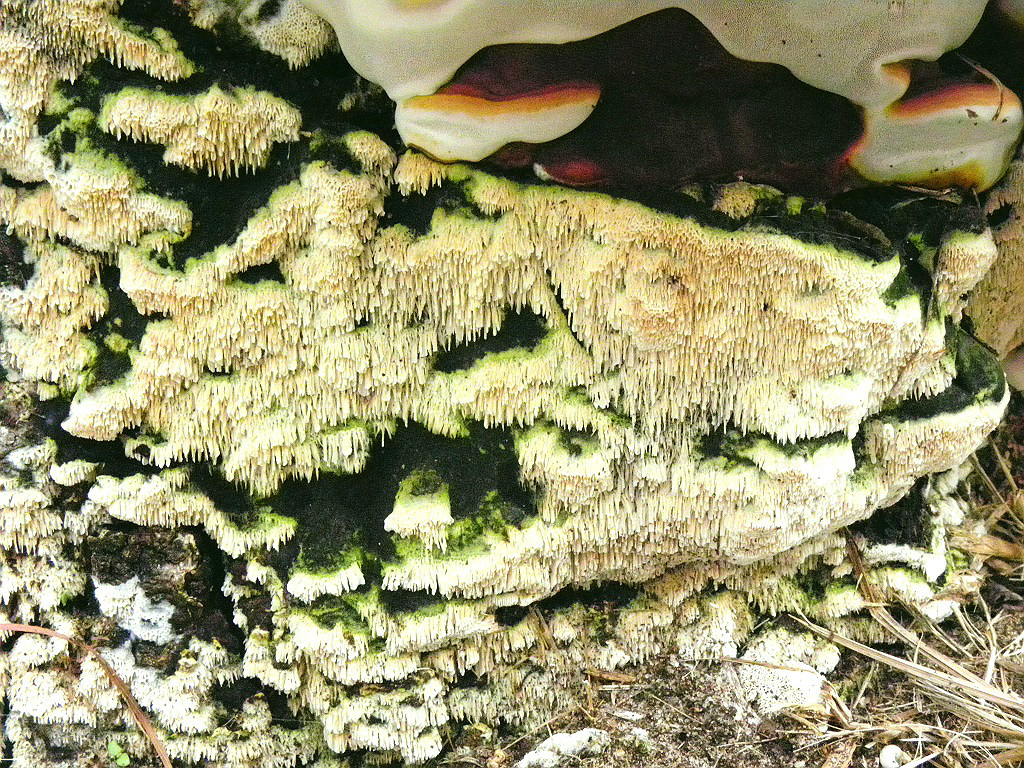 Схизопора парадоксальная (Schizopora paradoxa)Гриб найден на пне не определённого лиственного дерева. В парке в городе Ашдод. Автор фото: Александр Гибхин
