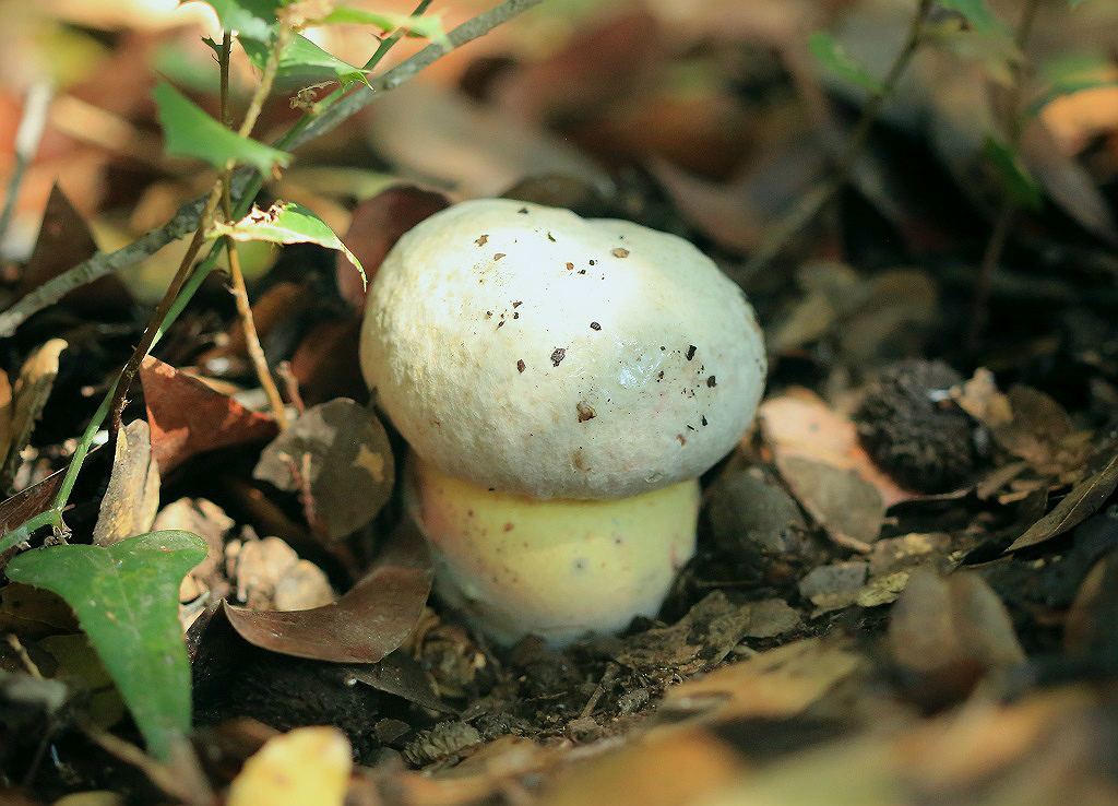 Молодой гриб, найден на горе Кармель. Автор фото: Александр Гибхин