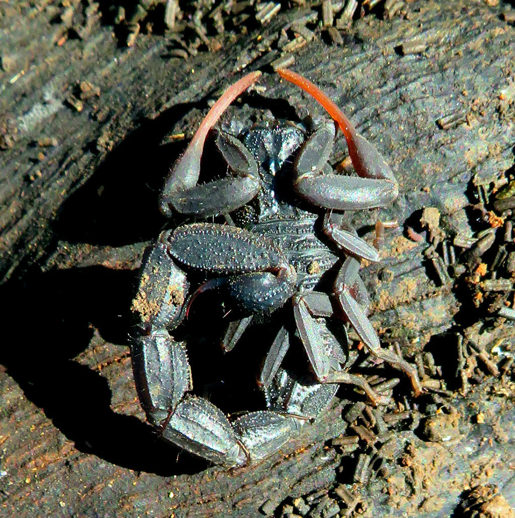 Толстохвостый скорпион (Androctonus crassicauda) Автор: Александр Гибхин
