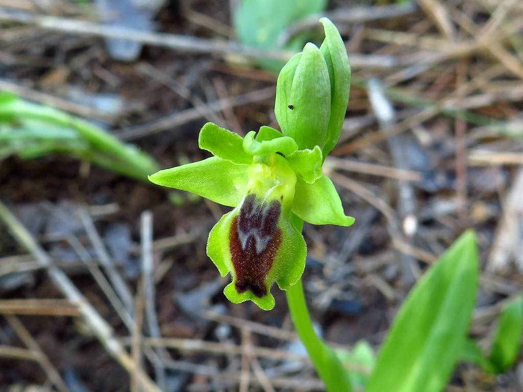 Офрис жёлтый (Ophrys lutea). Автор: Александр Гибхин
