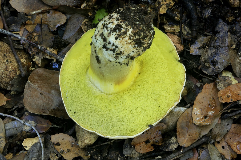 Полубелый гриб (Hemileccinum impolitum) Автор: Александр Гибхин