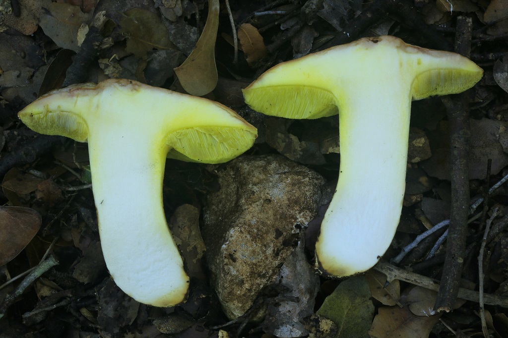 Полубелый гриб (Hemileccinum impolitum). Автор: Александр Гибхин