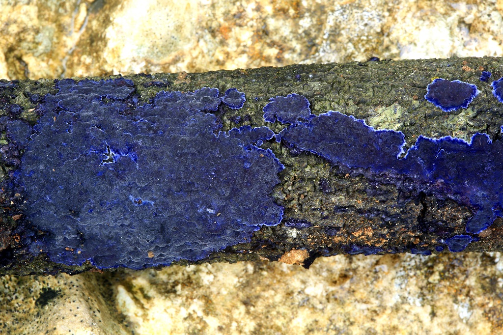 Терана небесно-синяя (Terana caerulea)Грибы найдены на горе Кармель на дубовой валежной ветке.  Автор фото: Александр Гибхин