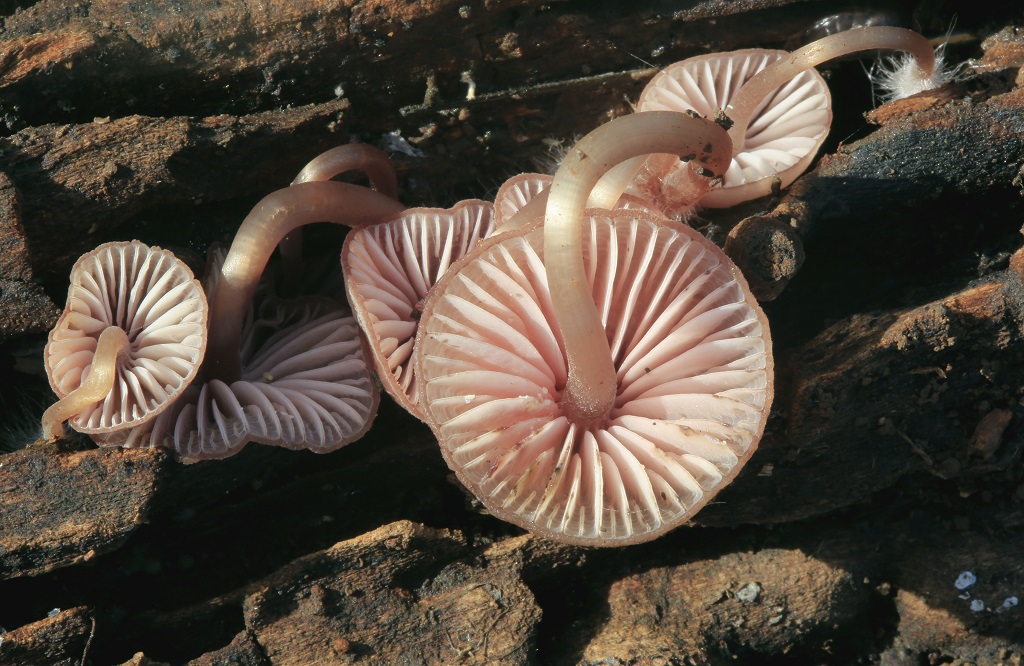 Эти грибы растут в лесах севера Израиля. Автор фото: Александр Гибхин