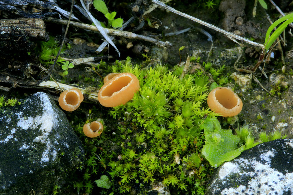 Молодые грибы. Найдены в смешанном лесу на известковой почве, рядом с городом Модиин. Автор фото: Александр Гибхин