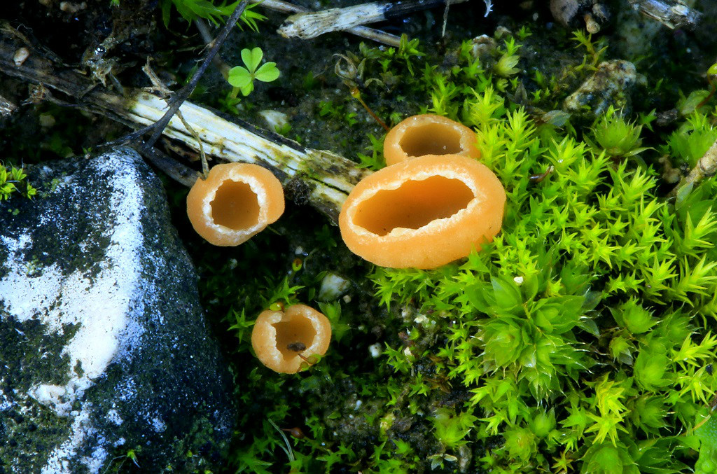 Молодые грибы. Найдены в смешанном лесу на известковой почве, рядом с городом Модиин. Автор фото: Александр Гибхин