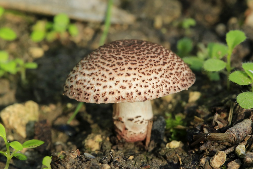 Эти грибы найдены на оливковой плантации возле города Модиин. Декабрь 2018 года. Автор фото: Александр Гибхин