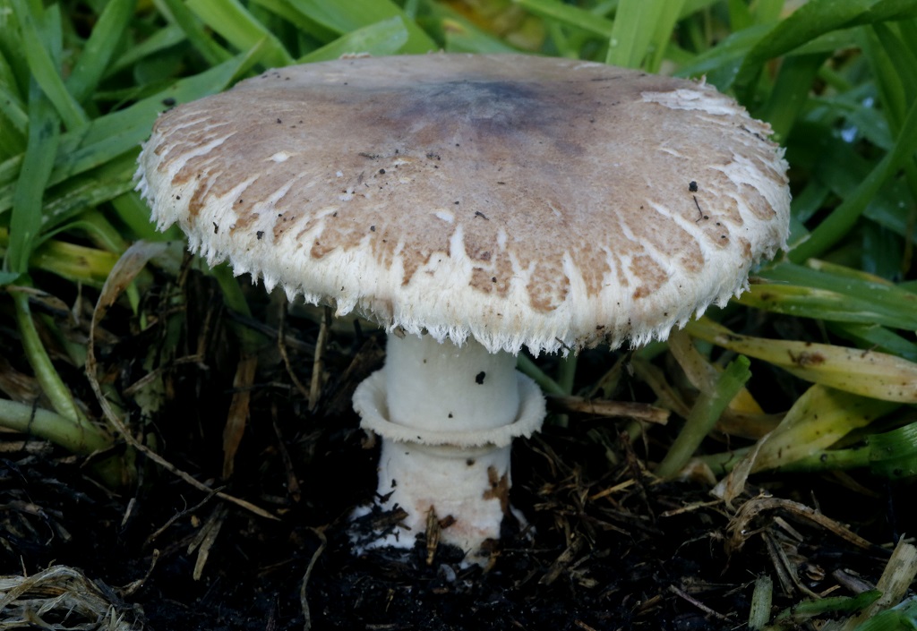 Гриб-зонтик белый (Macrolepiota excoriata)Грибы найдены в сезон дождей, на поле, не далеко от города Ашдод. Автор фото: Александр Гибхин