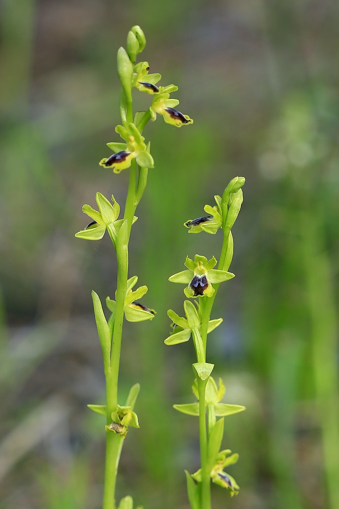 Офрис жёлтый (Ophrys lutea) Автор фото: Александр Гибхин