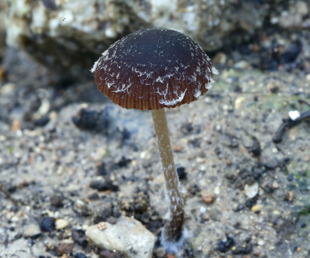 Нашёл вторую грибницу этого вида возле города Модиин на оливковой плантации. Январь 2019 г. Автор фото: Александр Гибхин