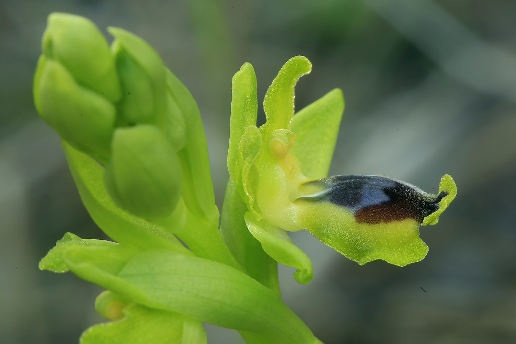 Офрис жёлтый (Ophrys lutea). Автор фото: Александр Гибхин