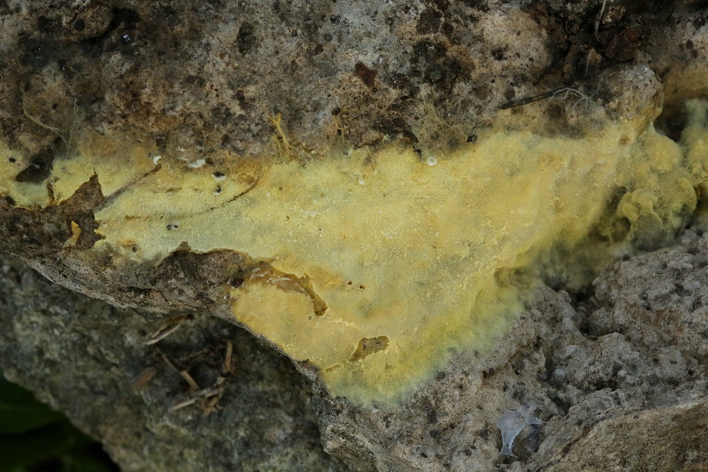 Tomentellopsis echinospora. Автор: Александр Гибхин