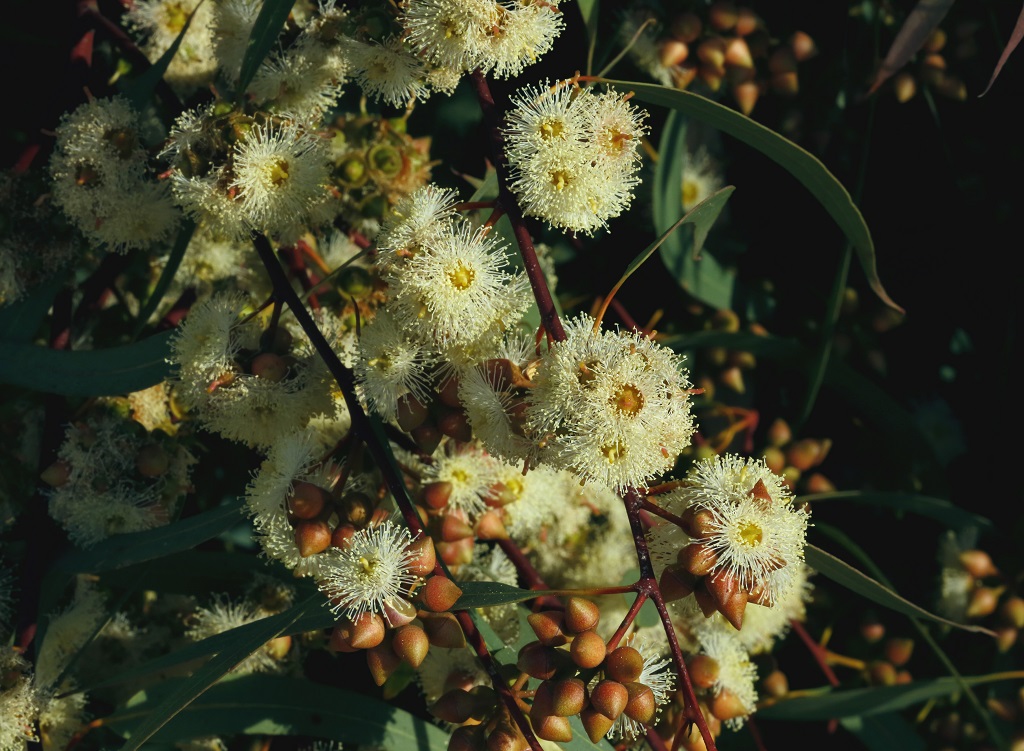 Эвкалипт камальдульский (Eucalyptus camaldulensis). Автор: Александр Гибхин