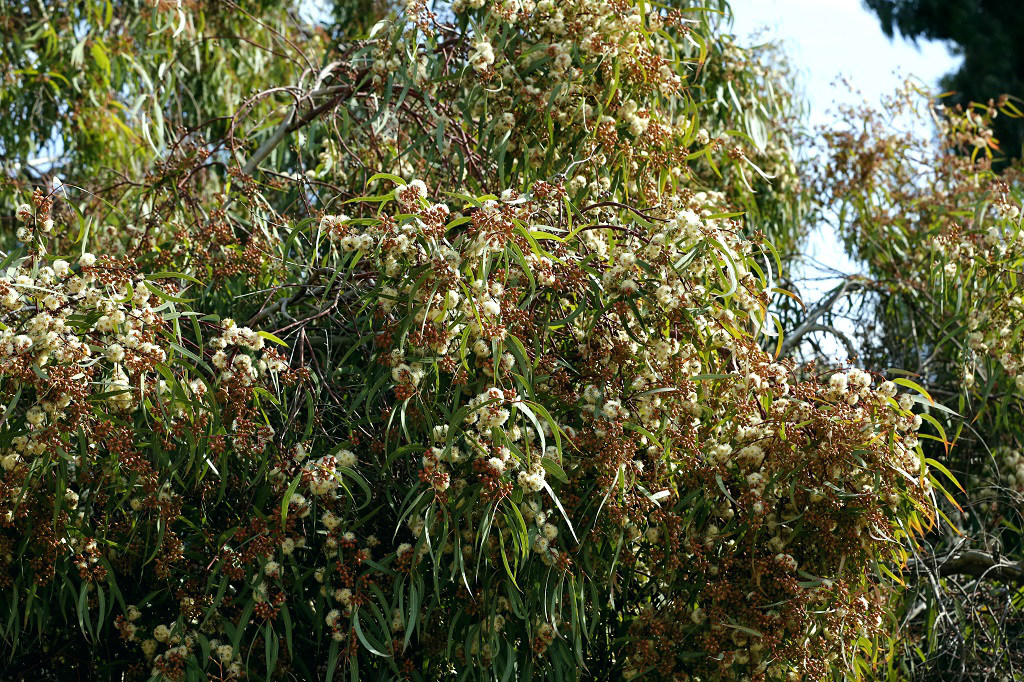 Эвкалипт камальдульский (Eucalyptus camaldulensis)В Палестине эвкалипты начали выращивать как декоративные растения ещё с середины девятнадцатого века, но в конце девятнадцатого века, когда Палестина была английской колонией, в эти места начали завозить и высаживать тысячи разных эвкалиптов. Это было связано напрямую с эпидемией малярии. В некоторых местах в Палестине существовали обширные болота, в которых и размножались малярийные комары. Для осушения этих болот и высадили эвкалипты. Для этой работы из Африки даже привезли рабочих из какого-то племени, которые не заражались и не болели малярией. На сегодняшний день в Израиль интродуцированно более 120 видов эвкалиптов. Самым многочисленным и уже основательно вошедшим в дикую природу страны, является Эвкалипт камальдульский. С этим деревом образуют микоризу около десяти видов Шампиньонов, несколько видов Лиофиллумов и один редкий вид Боровиков. Много интересных видов грибов обитает также на валеже эвкалиптов. Автор фото: Александр Гибхин