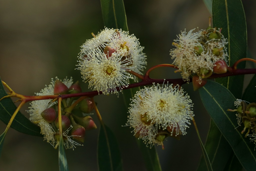 Эвкалипт камальдульский (Eucalyptus camaldulensis) Автор: Александр Гибхин
