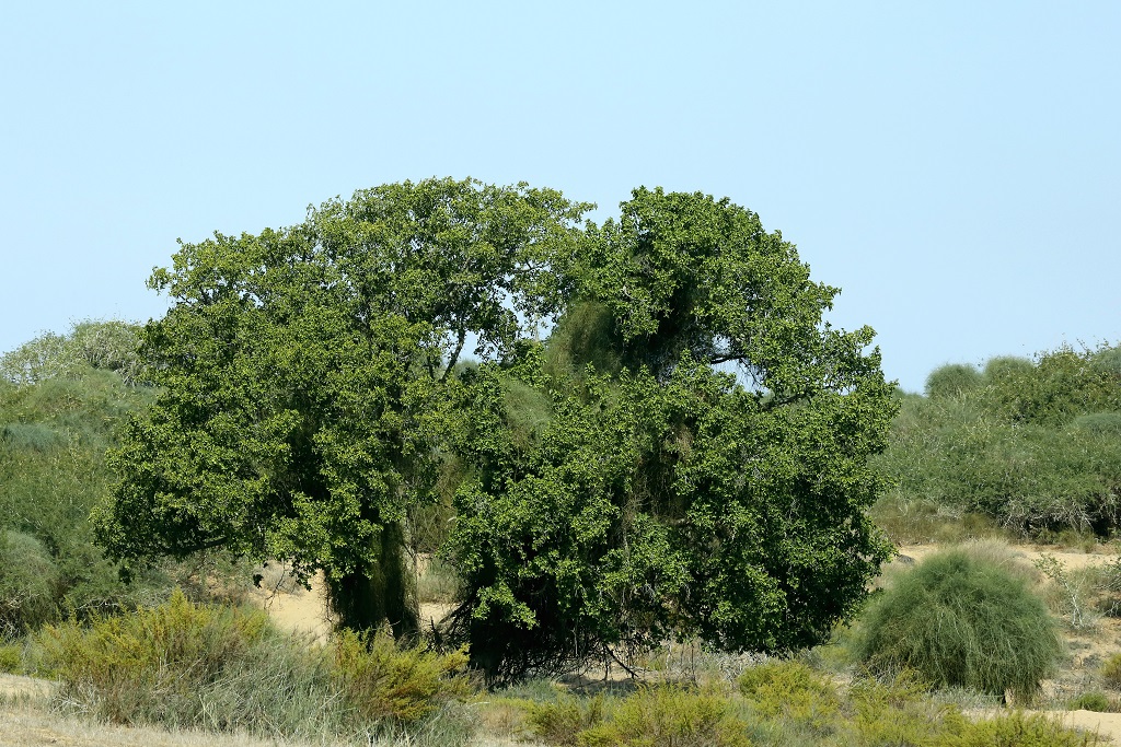 Фикус сикомора (Ficus sycomorus). Автор: Александр Гибхин