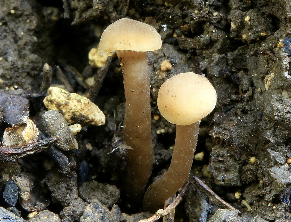 Camarophyllopsis phaeophylla. Автор фото: Александр Гибхин