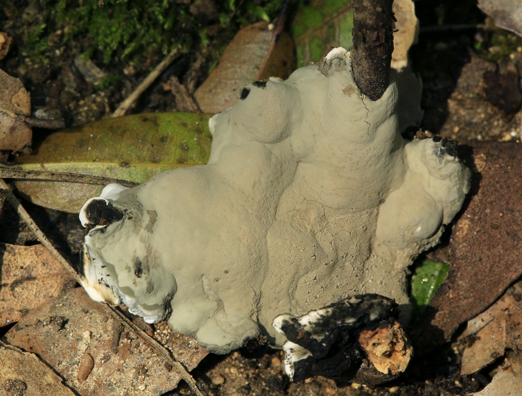 Kretzschmaria deustaГриб найден на горе Кармель в дубовом лесу. Январь 2019 год. Автор фото: Александр Гибхин