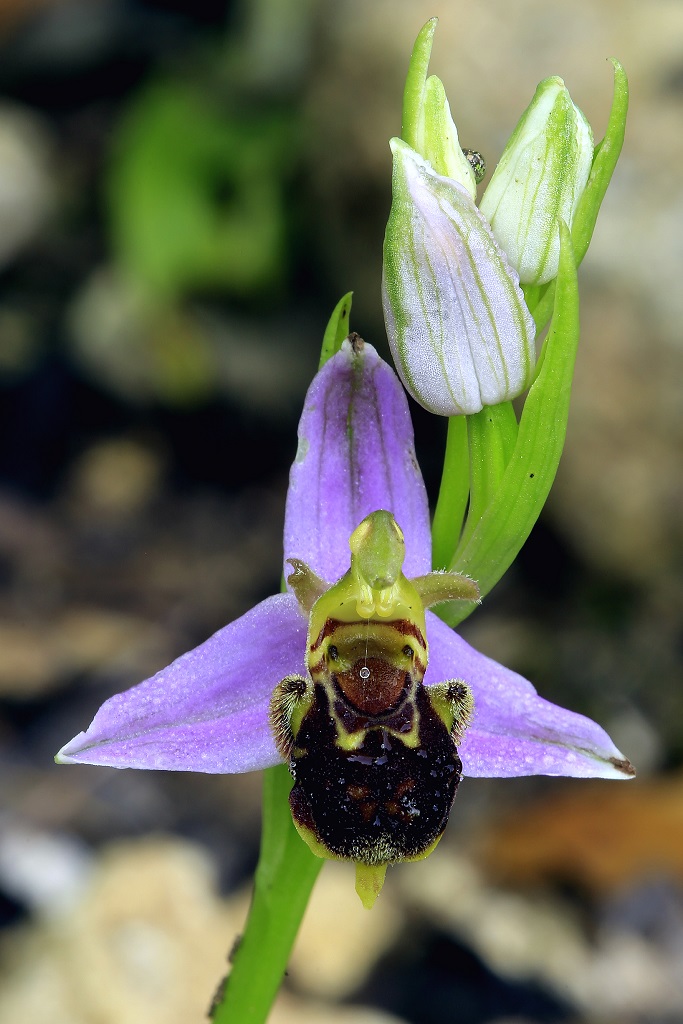Офрис пчелоносная (Ophrys apifera) Автор: Александр Гибхин