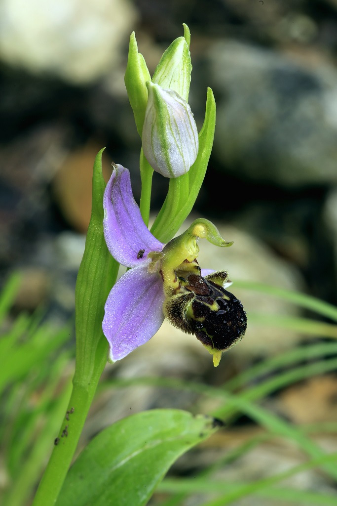 Офрис пчелоносная (Ophrys apifera) Автор: Александр Гибхин
