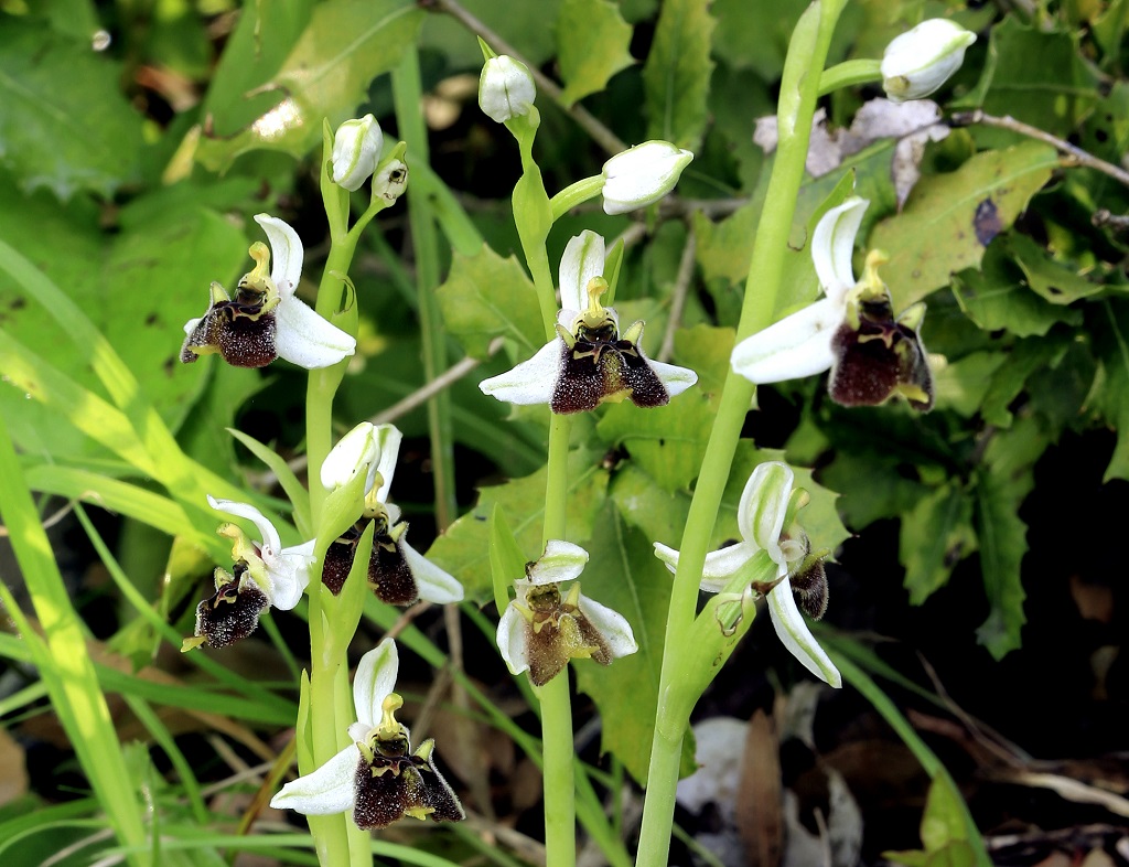 Офрис Борнмюллера (Ophrys bornmuelleri) Автор: Александр Гибхин