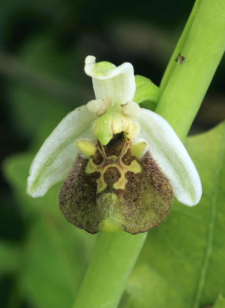 Офрис Борнмюллера (Ophrys bornmuelleri). Автор: Александр Гибхин