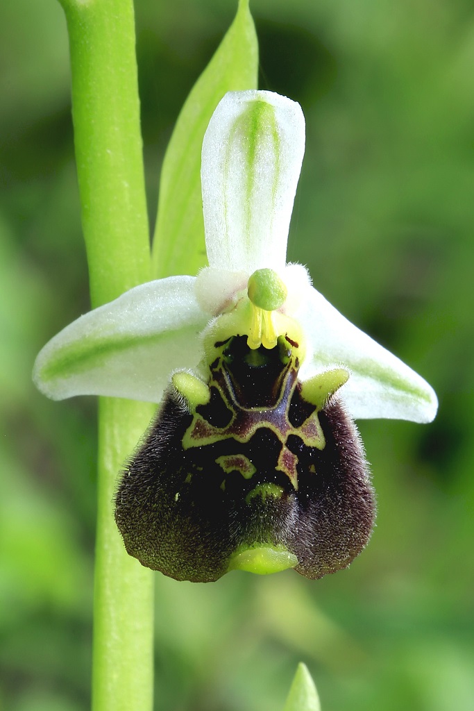 Офрис Борнмюллера (Ophrys bornmuelleri) Автор: Александр Гибхин