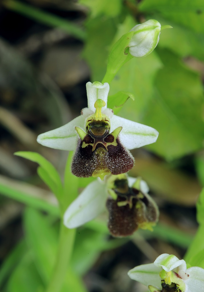 Офрис Борнмюллера (Ophrys bornmuelleri). Автор фото: Александр Гибхин