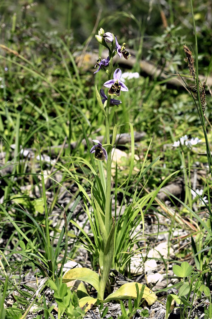 Ophrys holosericea. Автор фото: Александр Гибхин