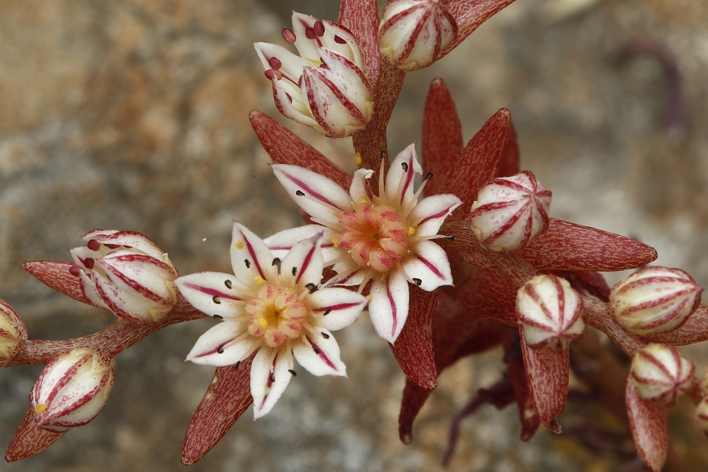 Очиток испанский (Sedum hispanicum). Автор: Александр Гибхин