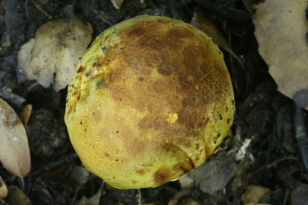 Грибы найдены под дубами на горе Кармель в сентябре 2019 года.  Автор фото: Александр Гибхин