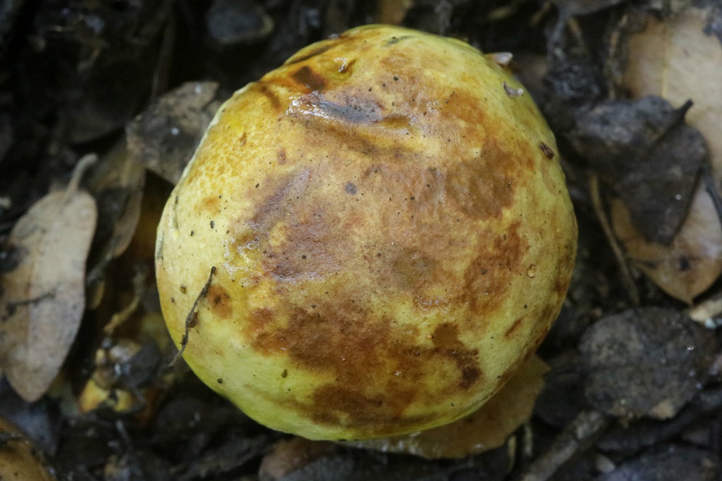 Грибы найдены под дубами на горе Кармель в сентябре 2019 года.  Автор фото: Александр Гибхин