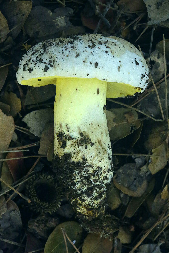 Грибы найдены под дубами на севере Израиля. Сентябрь 2019 года. Этот вид грибов не съедобен из-за очень горького вкуса. Автор фото: Александр Гибхин